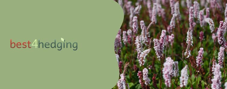 best4hedging.co.uk
