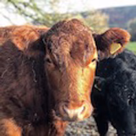 crosscliffdexters.com