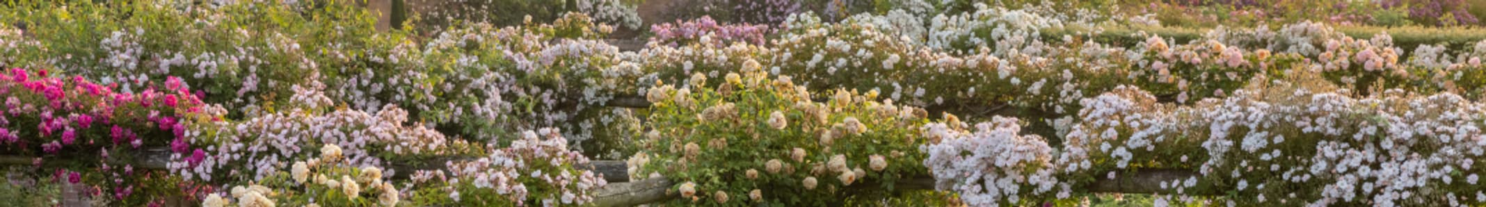 davidaustinroses.co.uk