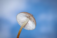 hellotripsitters.com