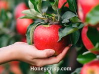 honeycrisp.com