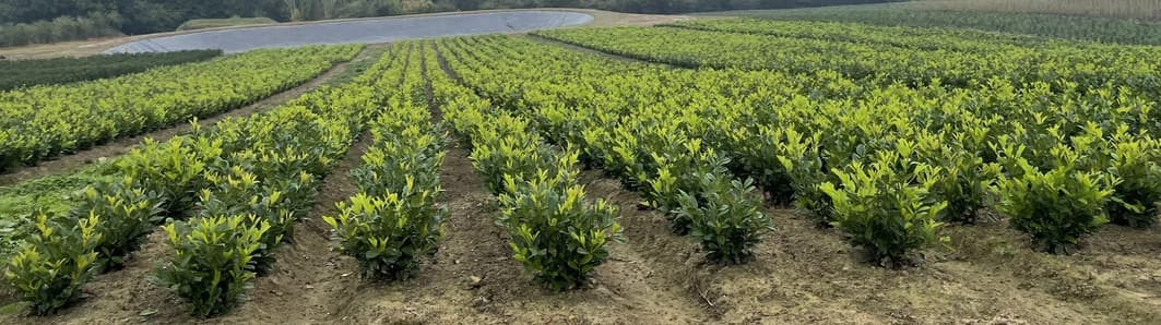 hopesgrovenurseries.co.uk