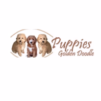 puppiesgoldendoodle.com