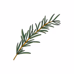 therosemarycompany.com