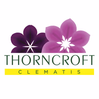 thorncroftclematis.co.uk