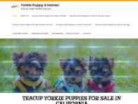 www.yorkiepuppy4homes.com